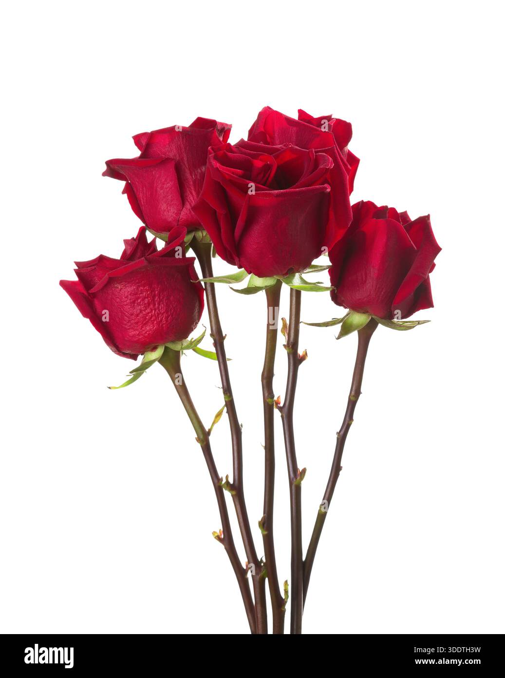 Five red Roses isolated on white background. Stock Photo