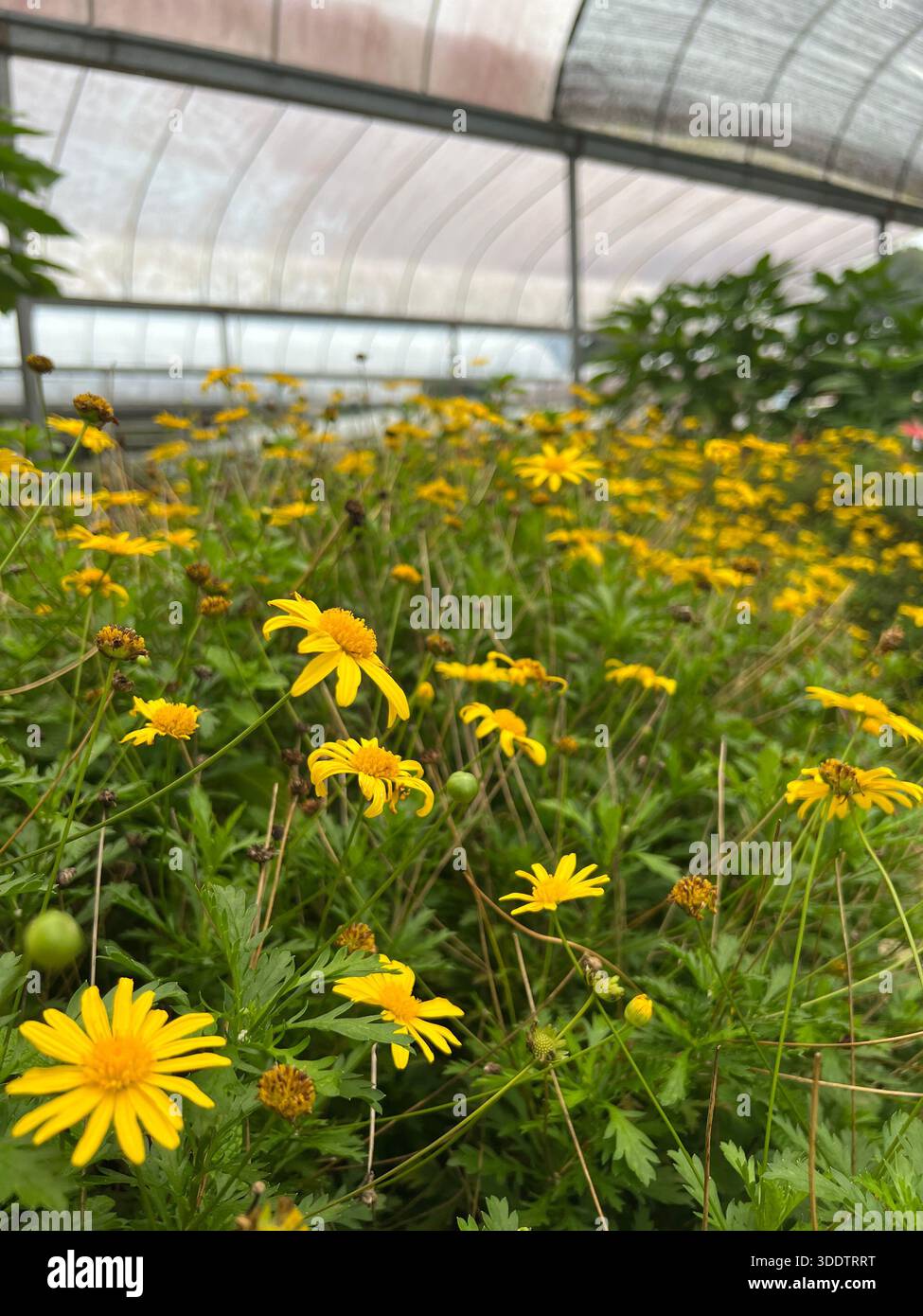 Featuring slender stems hi-res stock photography and images - Alamy