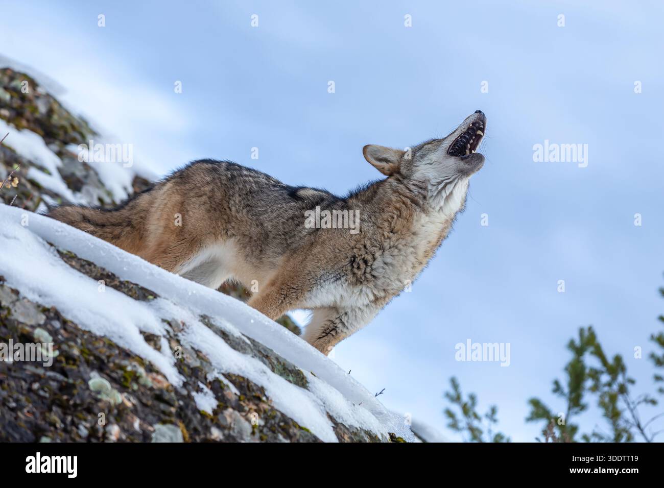 howling Archives - Montana Wild, image size:1300x956