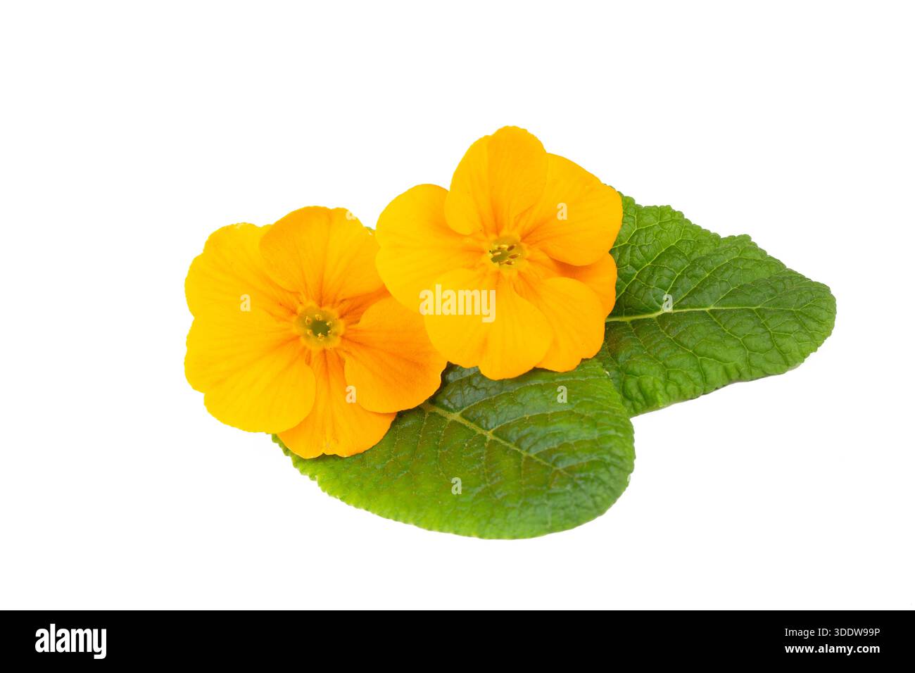 Primrose primula flowers isolated on white background Stock Photo