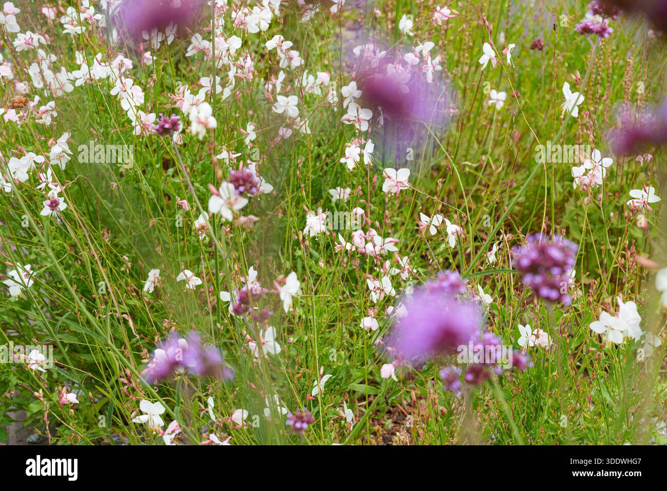 Wildlife among wildflowers hi-res stock photography and images - Alamy