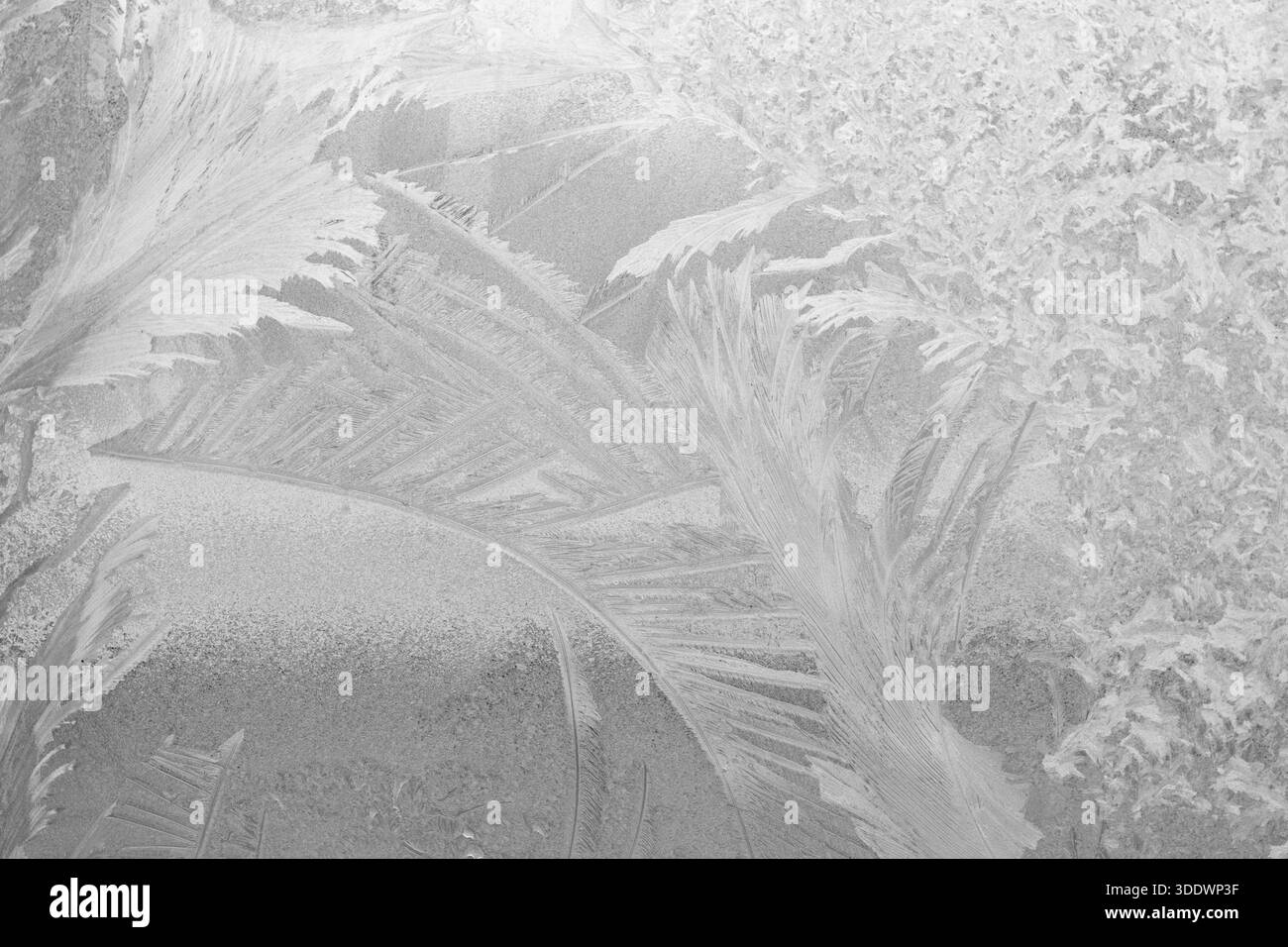 Frosted glass with palm and fern shapes creating abstract winter mood Stock Photo