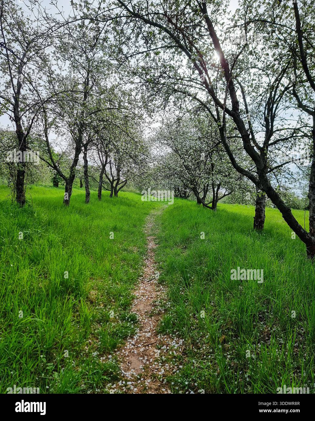 Blooming apple orchard: a narrow dirt path through flowering trees. Dirt trail winding through a lush green orchard in full bloom. Stock Photo
