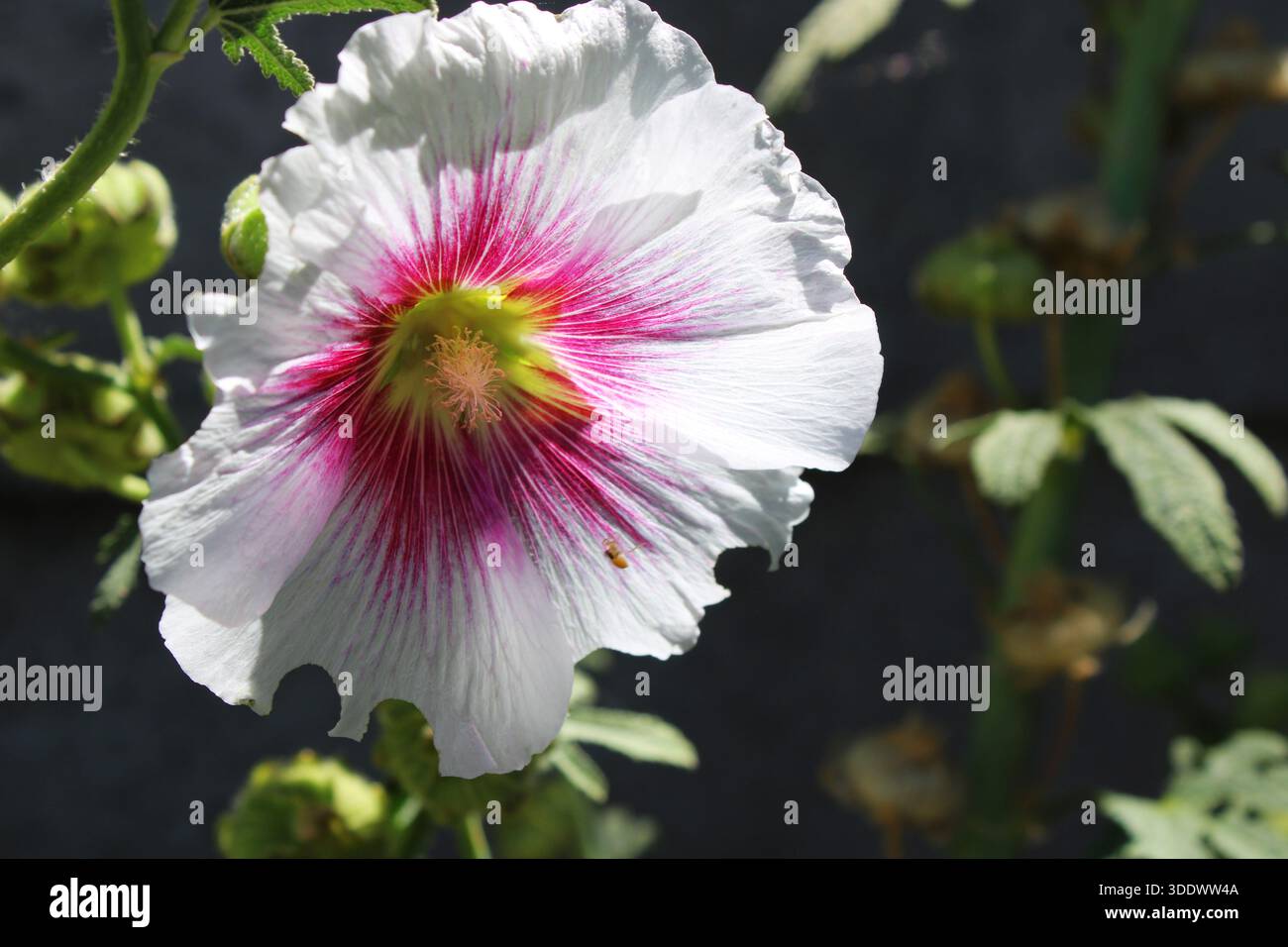 Hollyhock, also known as Alcea rosea, a beautiful flower with petals ...