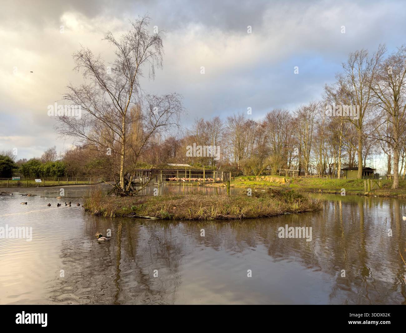 Martin Mere in Winter. WWT, Burscough Lancashire; UK - Smartphone Captured Stock Image