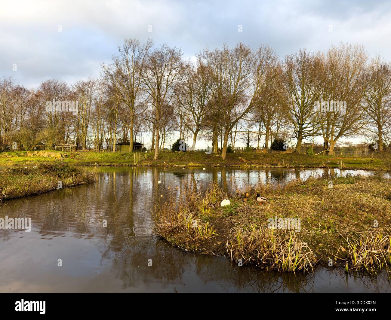 Martin Mere in Winter. WWT, Burscough Lancashire; UK - Smartphone Captured Stock Image