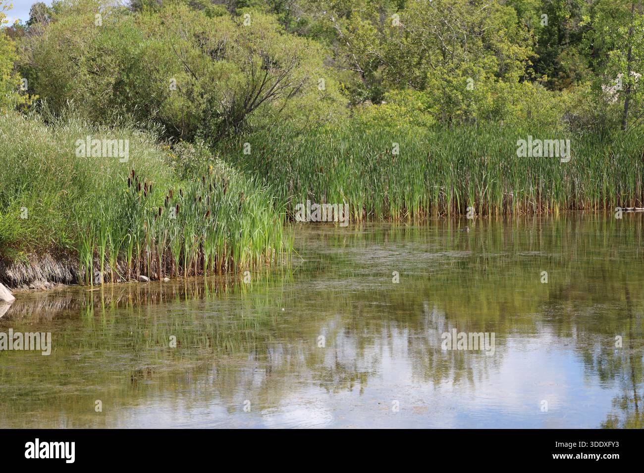 Marsh With Reeds Tree rich shore landscape hi-res stock photography and images - Alamy