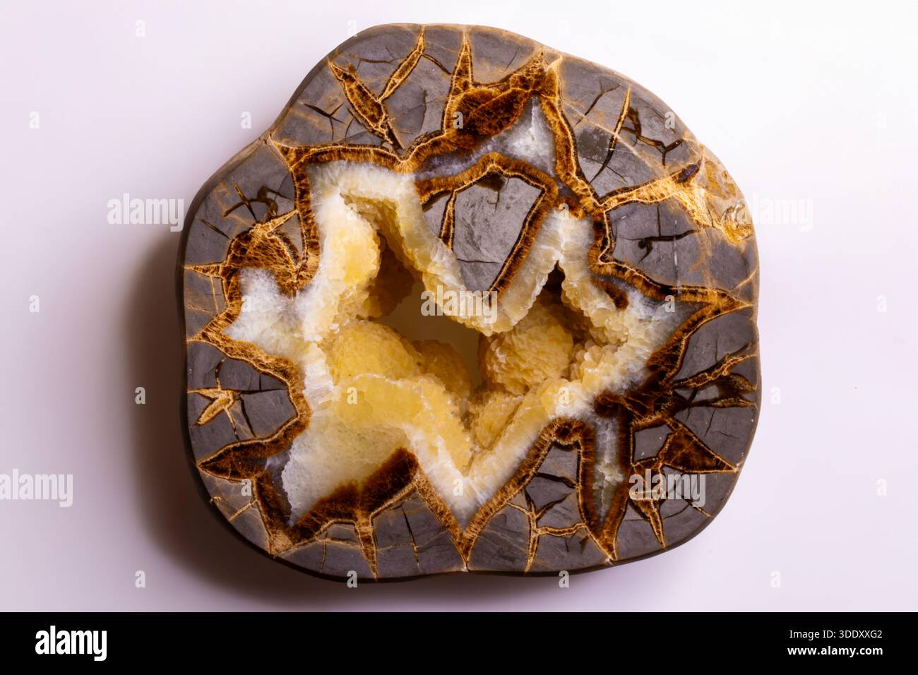 Septarium Forming fossil collection hi-res stock photography and images - Alamy