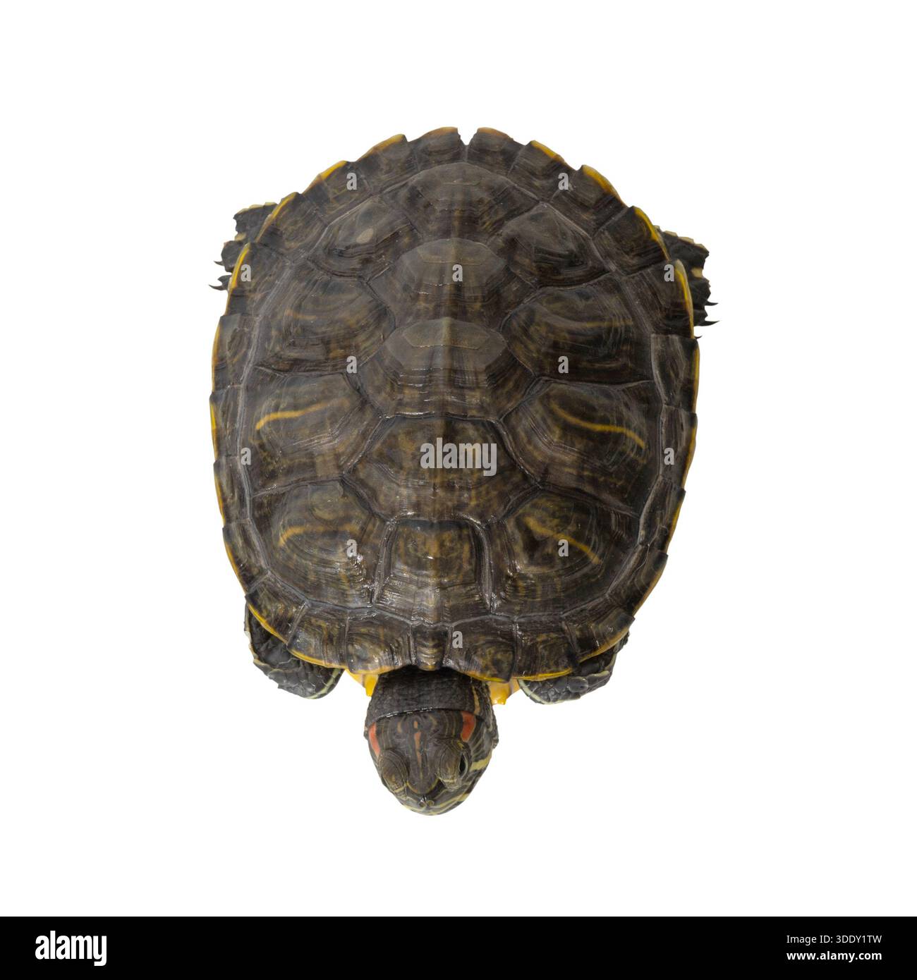 A Close-Up View of a Beautiful Turtle with Unique Patterns and Colors ...