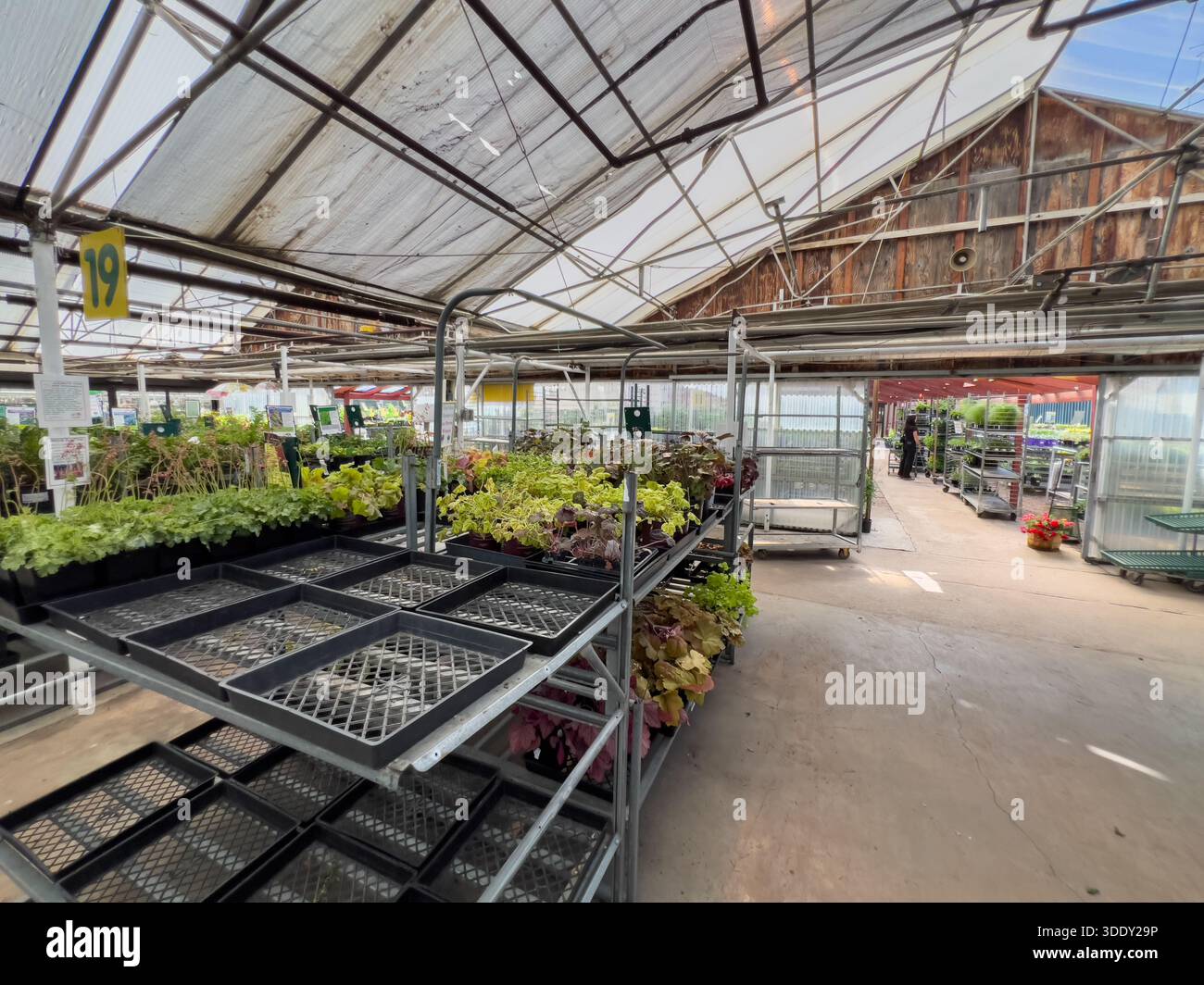 Leafy plants displays hi-res stock photography and images - Alamy