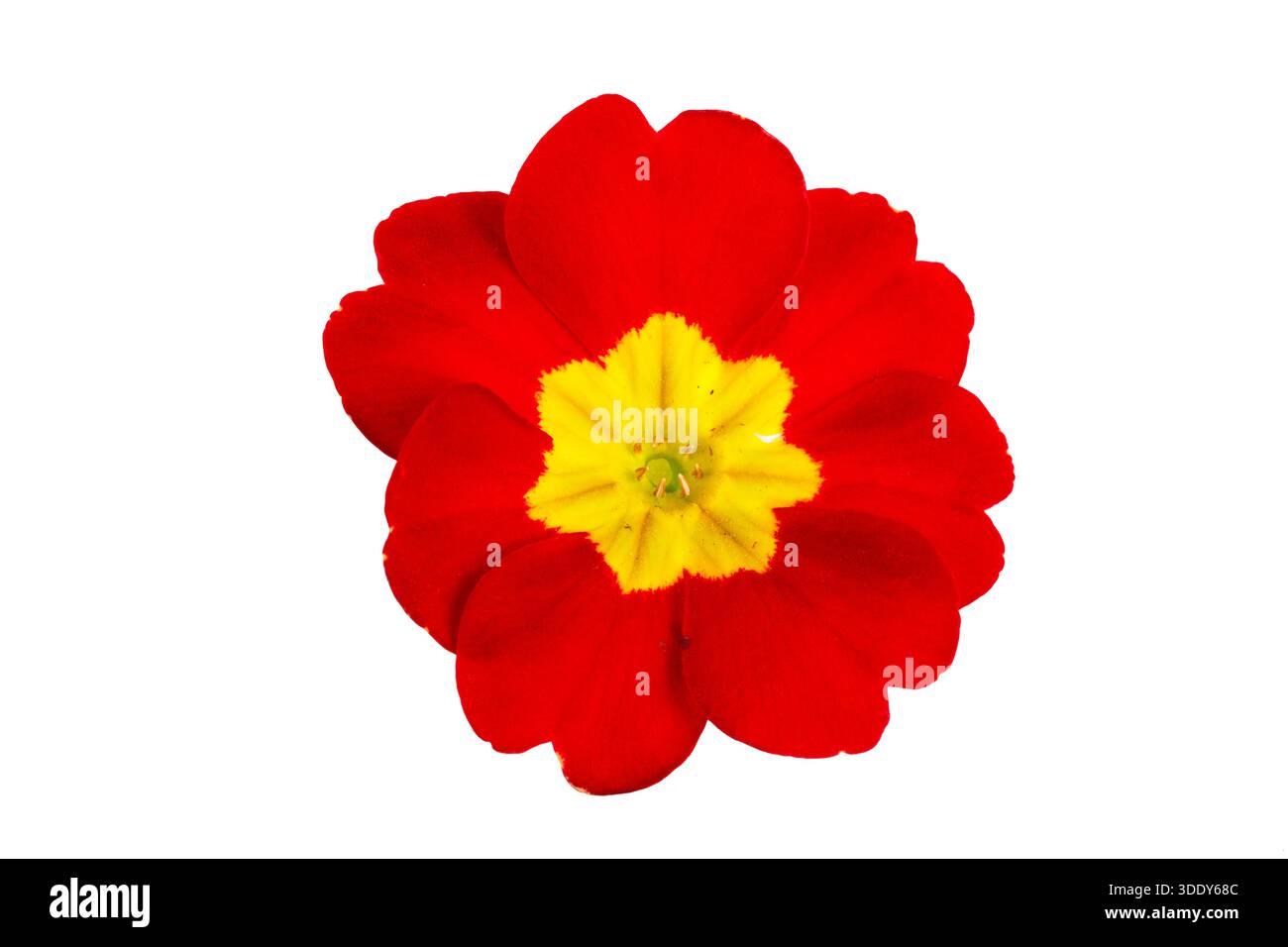 Primrose primula flowers isolated on white background Stock Photo