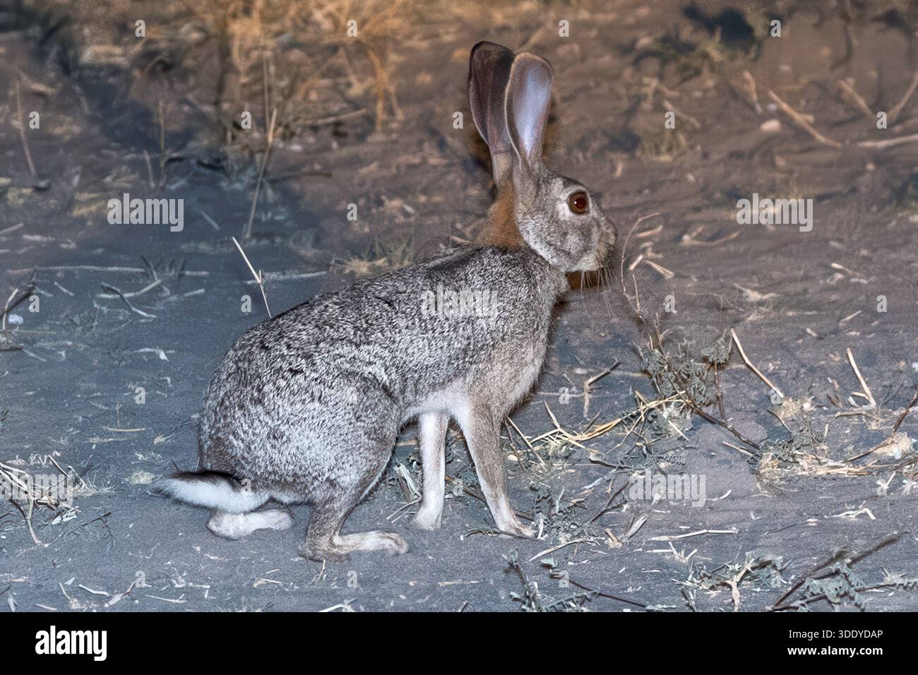Scrub hare at night, Amber River, Okavango delta, Botswana Stock Photo