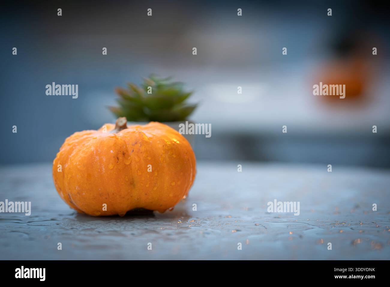 Small ornamental pumpkin covered with raindrops on a wet table, photographed with shallow depth of field and soft evening light. Autumn still life. Stock Photo