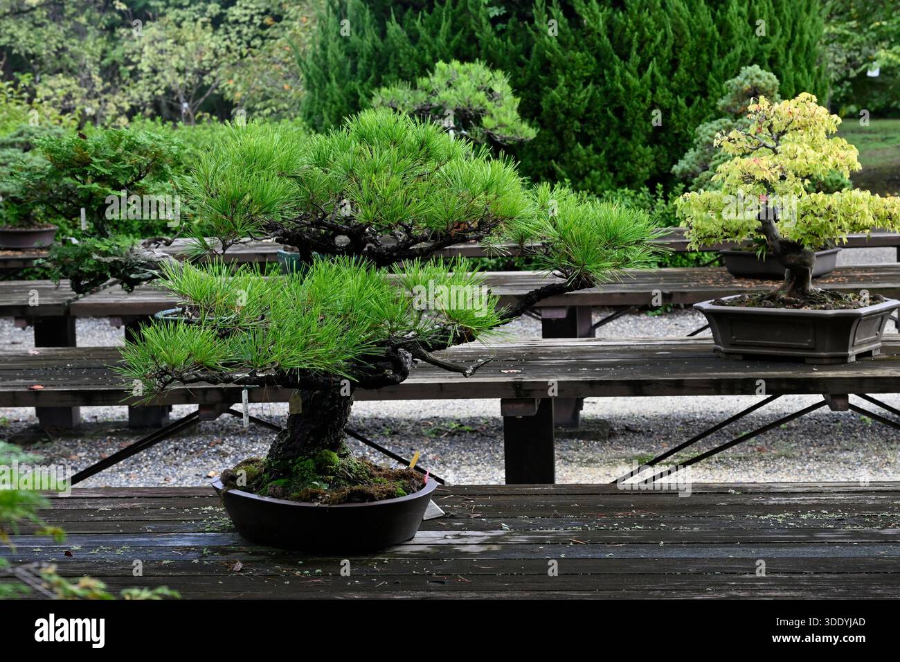 bonsai country Norfolk Island Pine Bonsai Tree Land/Water Pot main image 0