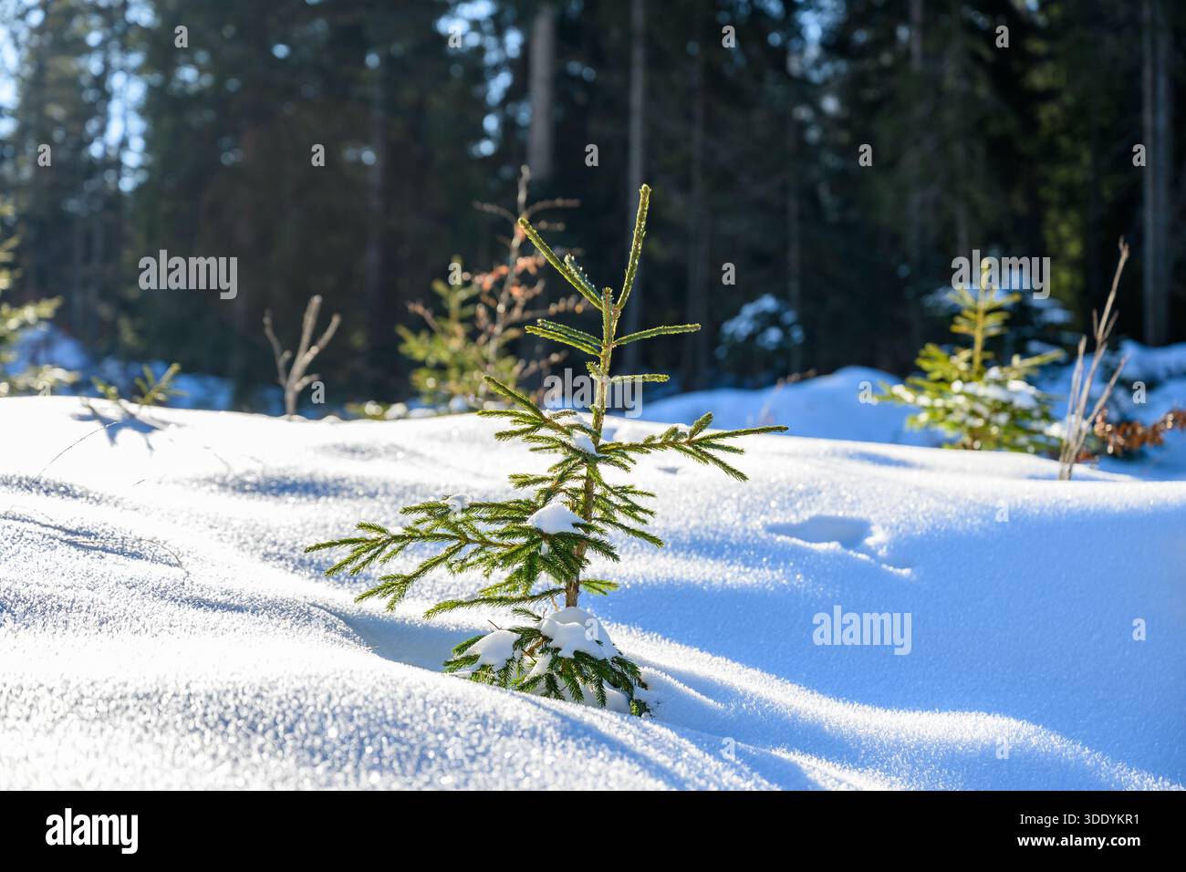 small; green pine tree in the snow Stock Photo