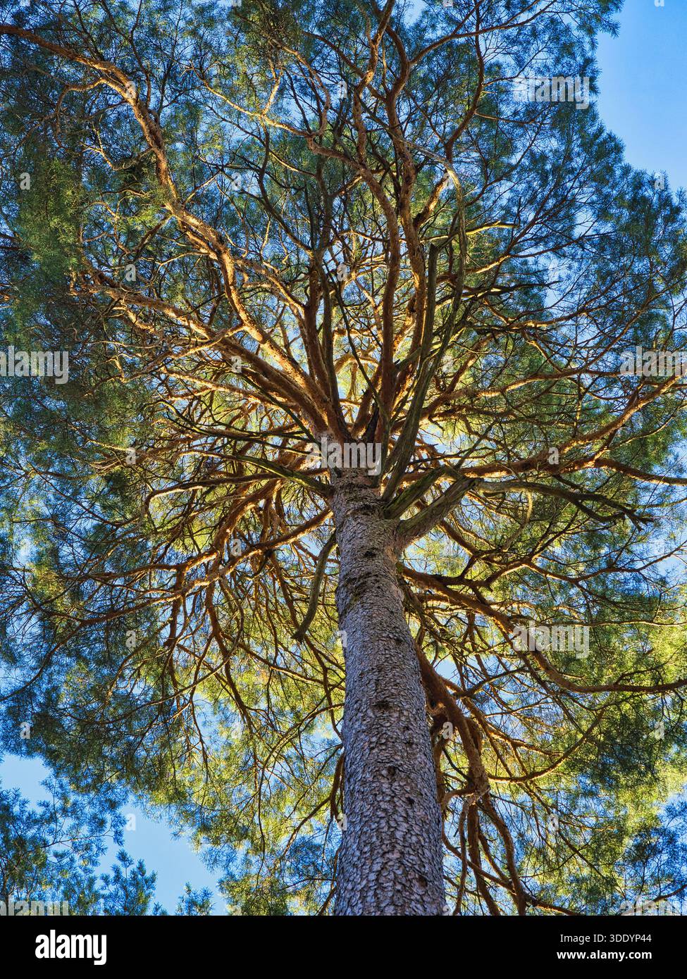 Tall pine tree viewed from below against blue sky Stock Photo