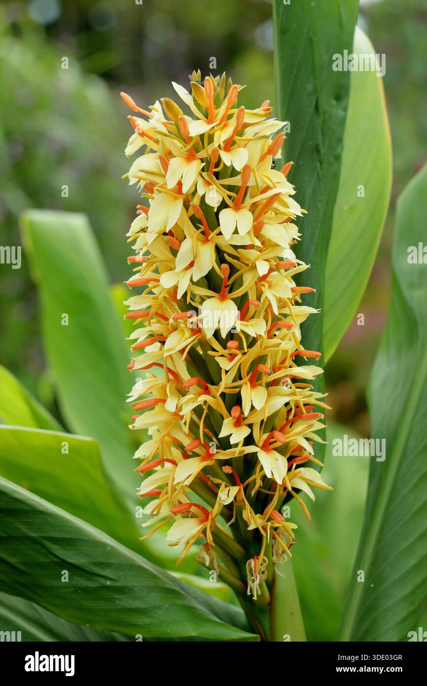Hedychium 'Tara', ginger lily plant flowering in the north of England in  summer. Related to ginger plant Stock Photo - Alamy