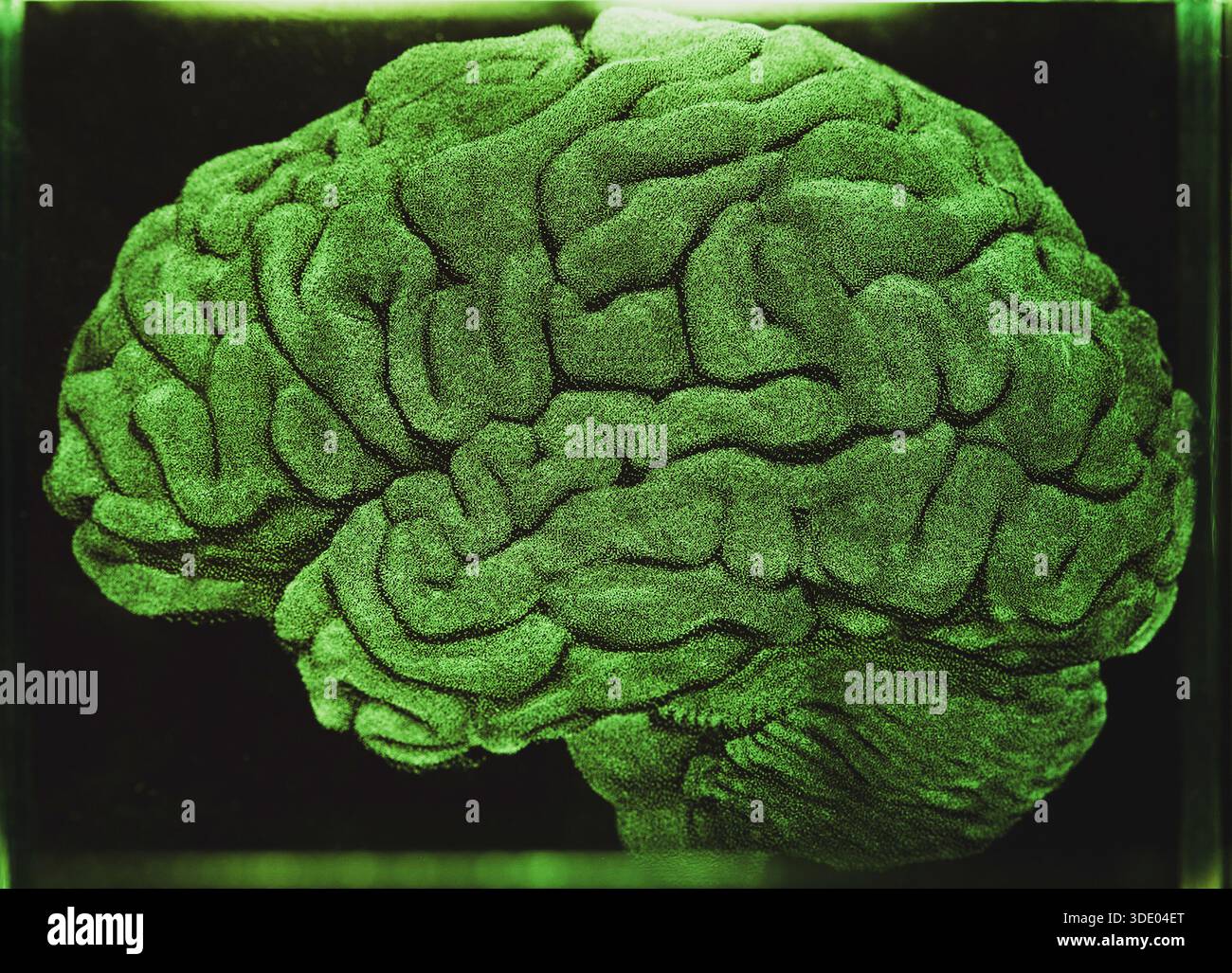 Glowing Green Human Brain suspended against a black backdrop. Synthetic brain, artificial intelligence concept. Stock Photo