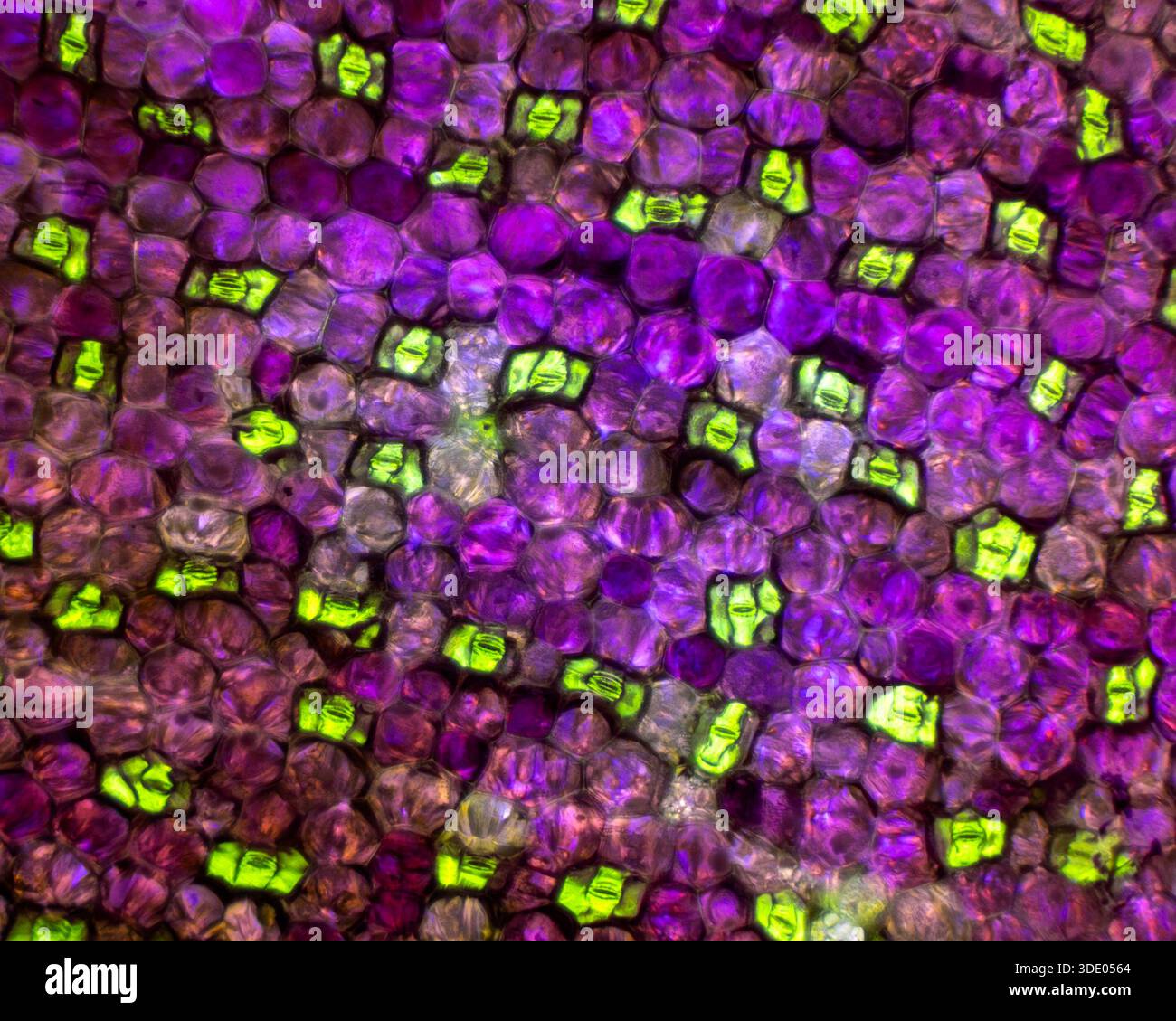 mulitple stomata on a tradescantia leaf under a microscope at 20 times magnifiaction - Stock Image
