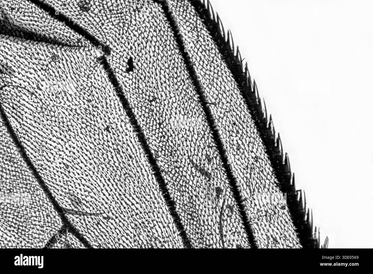 Close up of the wing of a fungus gnat under a light microscope at 20 times magnification - Stock Image