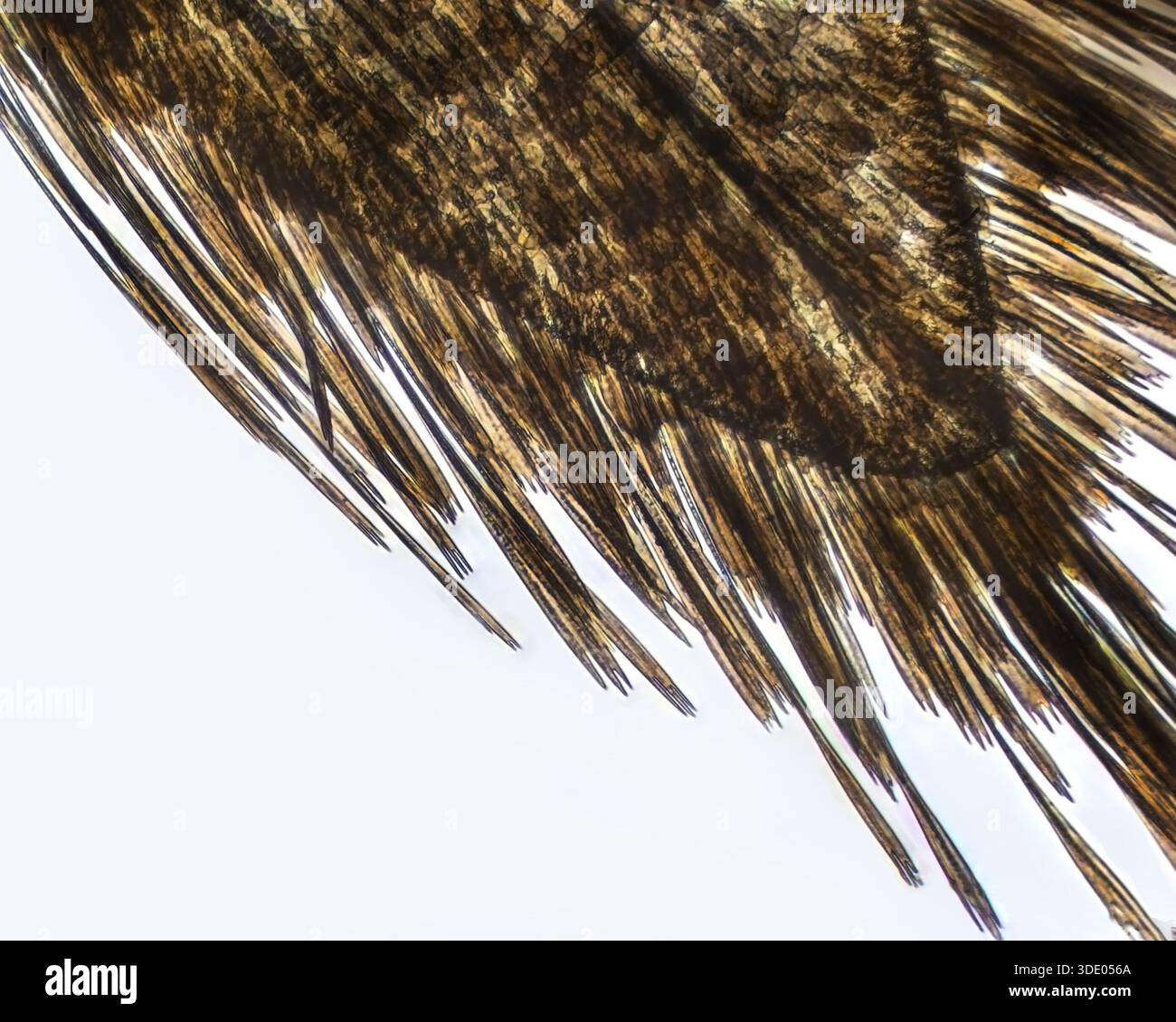 Close up of the hairy wing of a moth fly. Photographed under a light microscope at 20 times magnification. - Stock Image