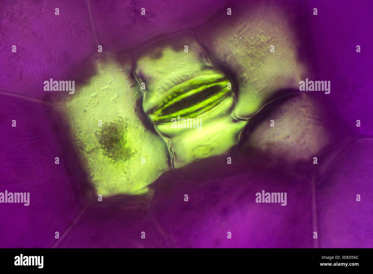 Single stoma from a tradescantia leaf unser a light microscope at 80 times magnification - Stock Image