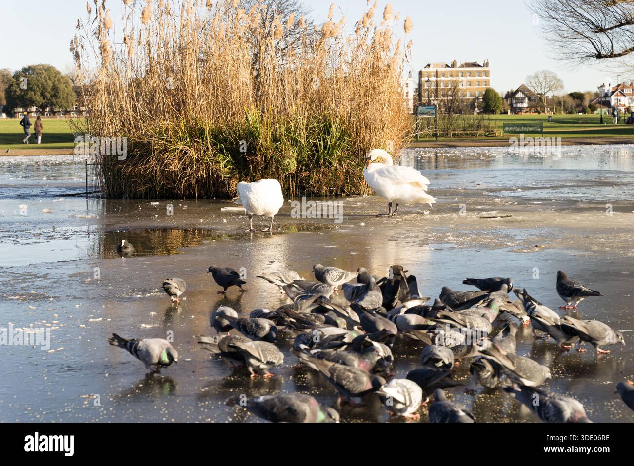 Waterfowl Reed Mallards on frozen pond hi-res stock photography and images - Alamy