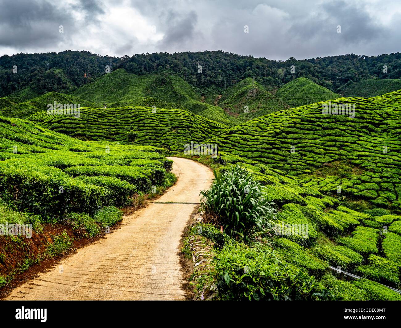 A winding path through lush green tea plantations under a cloudy sky. Stock Photo