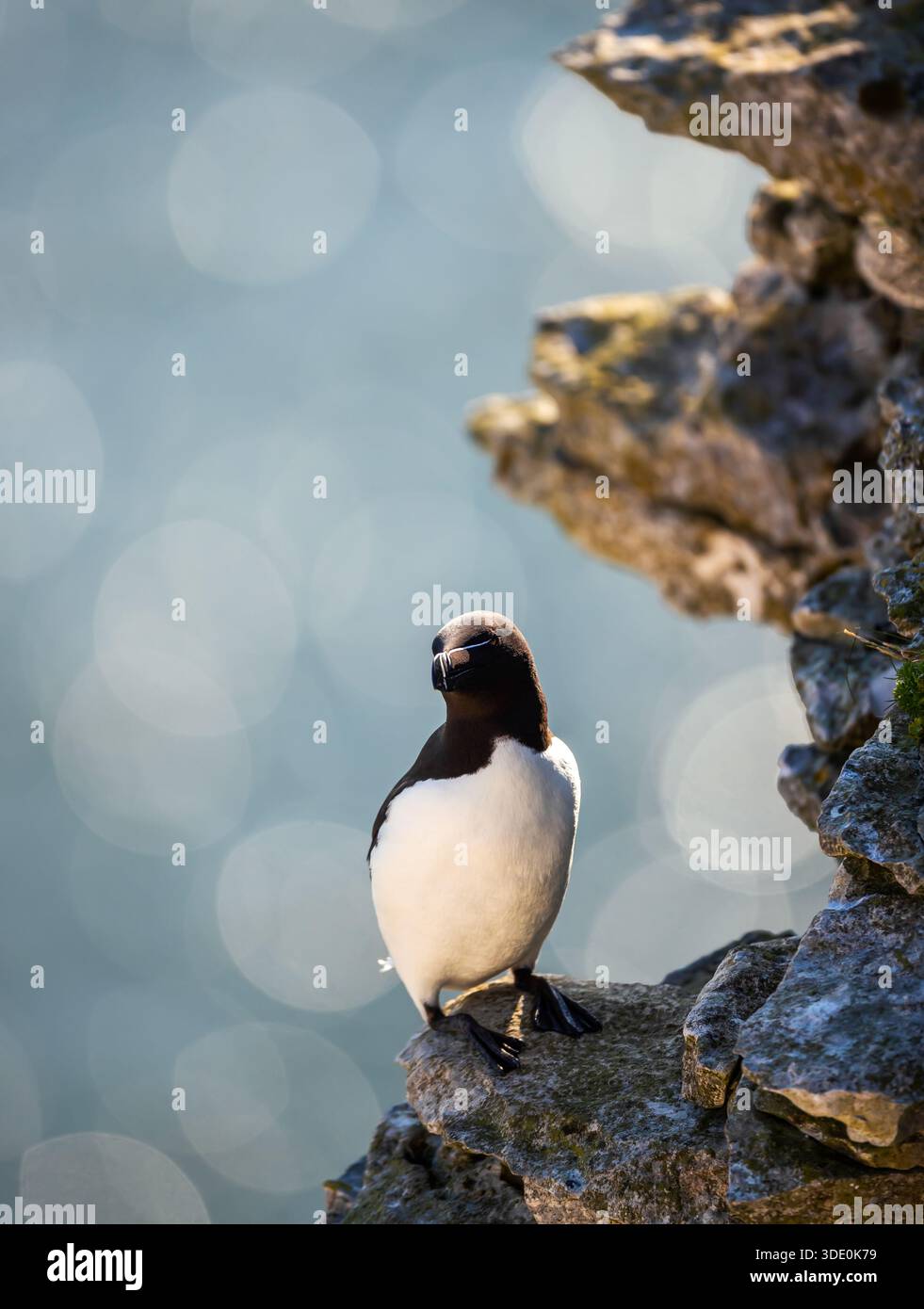 A Razorbill bird (Alca torda) with distinctive black and white