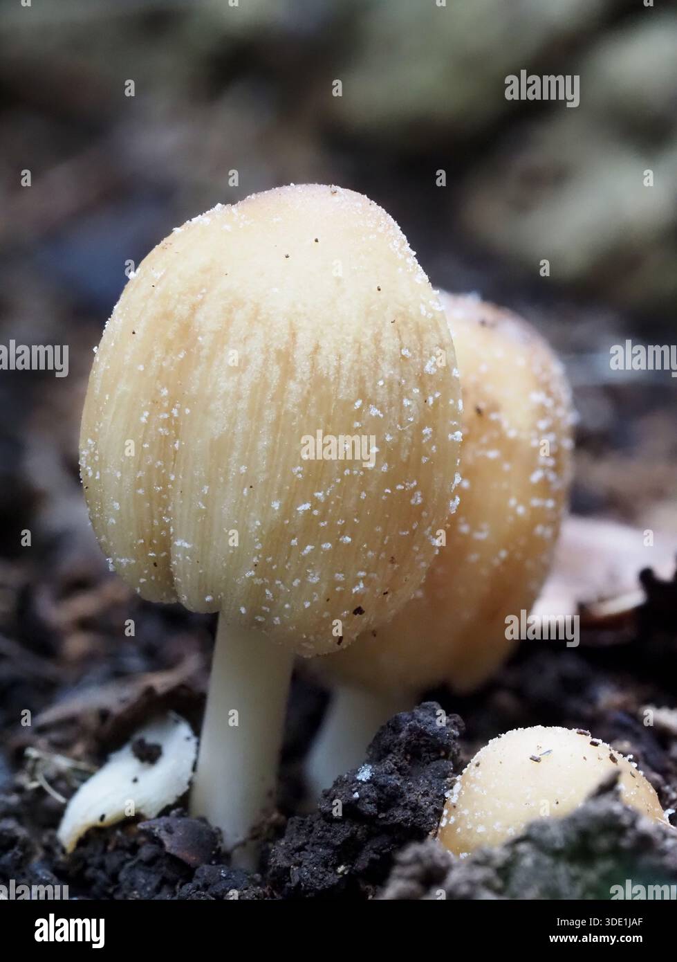 Mica Cap mushrooms, Coprinellus micaceus. Plymouth, UK. Stock Photo