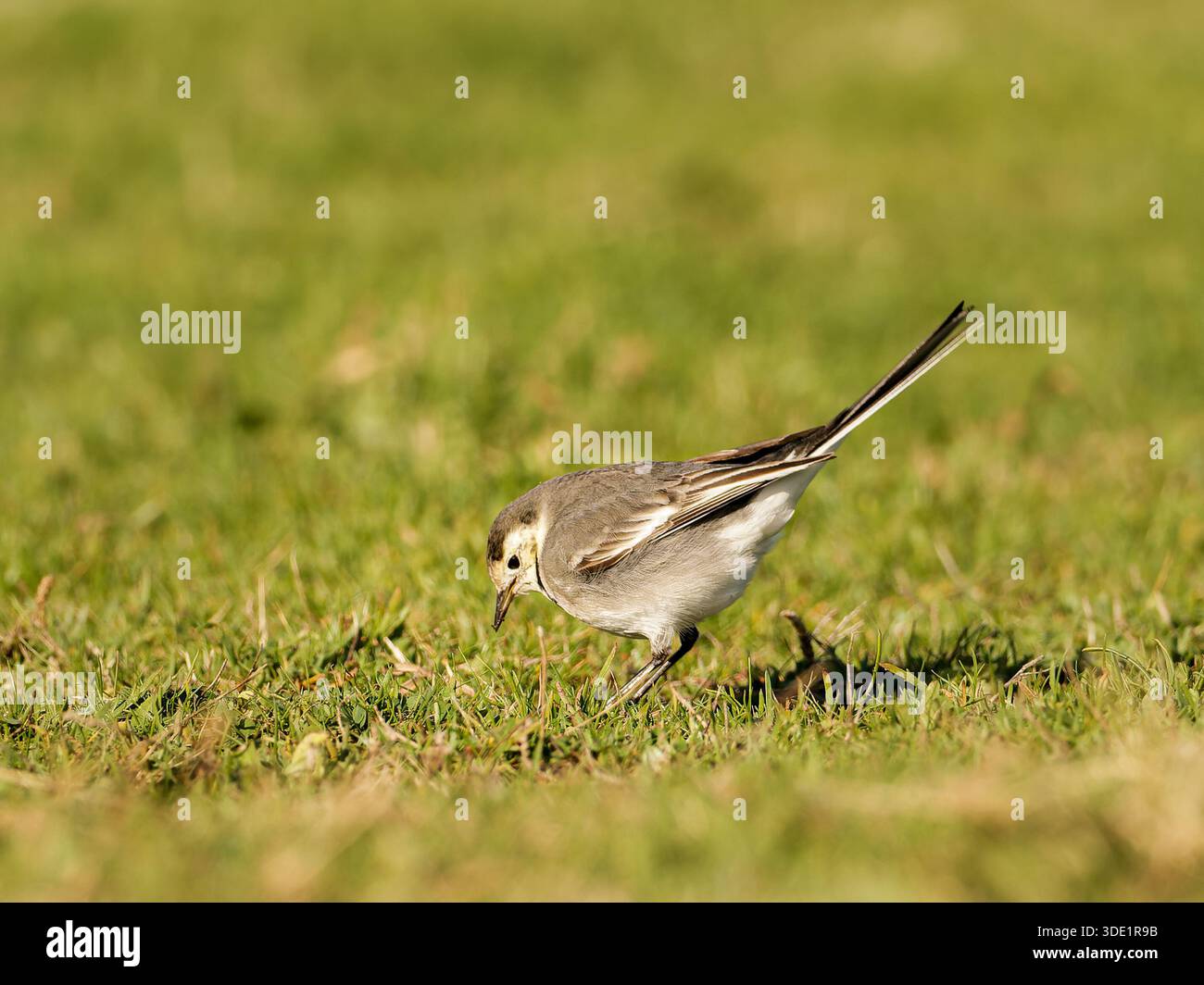 White Wagtail (Motacilla alba) standing and walking on grassy ground, small passerine, natural behaviour, open habitat, Europe. Stock Photo