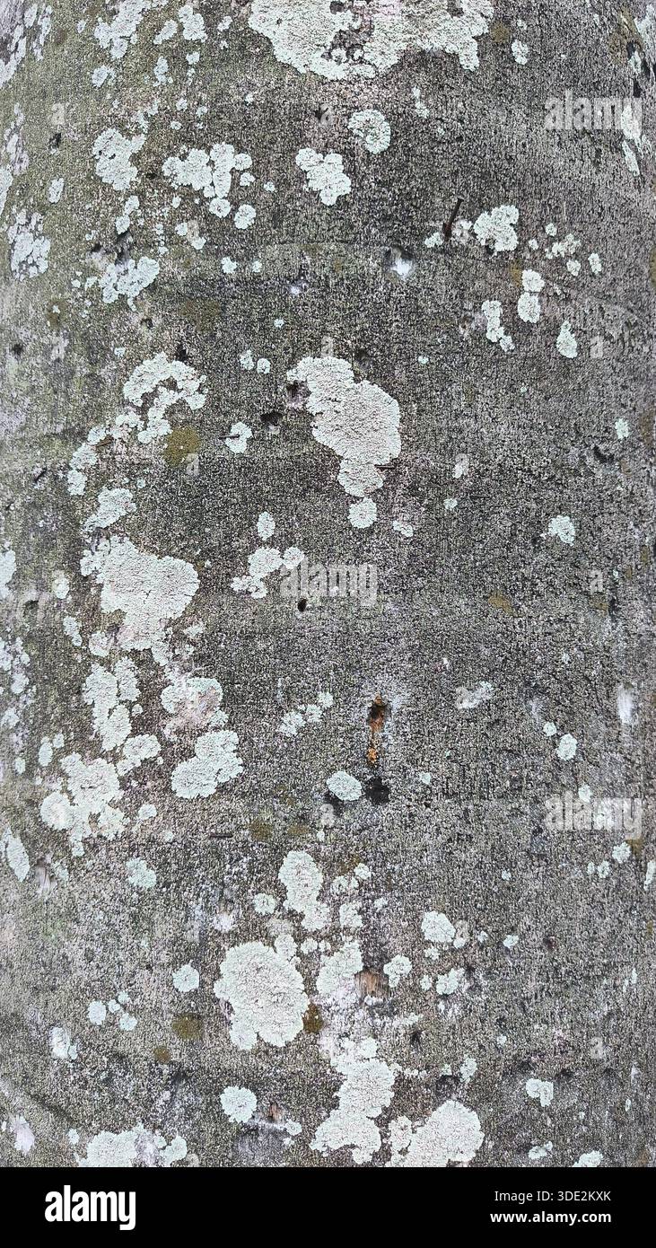 Lichens on palm tree hi-res stock photography and images - Alamy