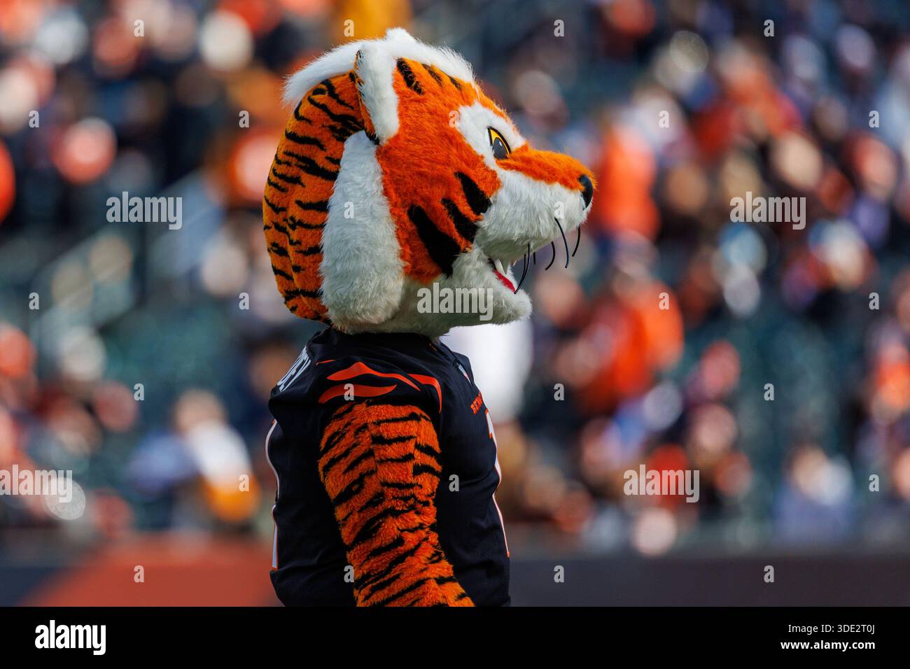 Who Dey, We Dey! Stripe It Up! (Cincinnati Bengals Chant) [Rap