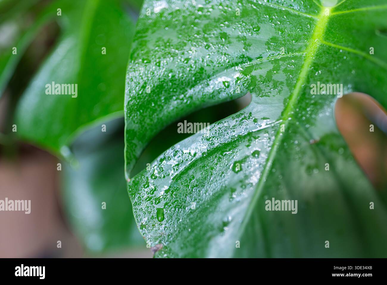 Close-up of wet monstera leaf with water droplets in natural light Stock  Photo - Alamy