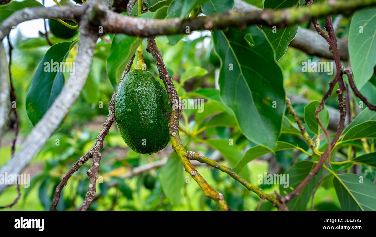 Green avocado growing on a tree Stock Photo