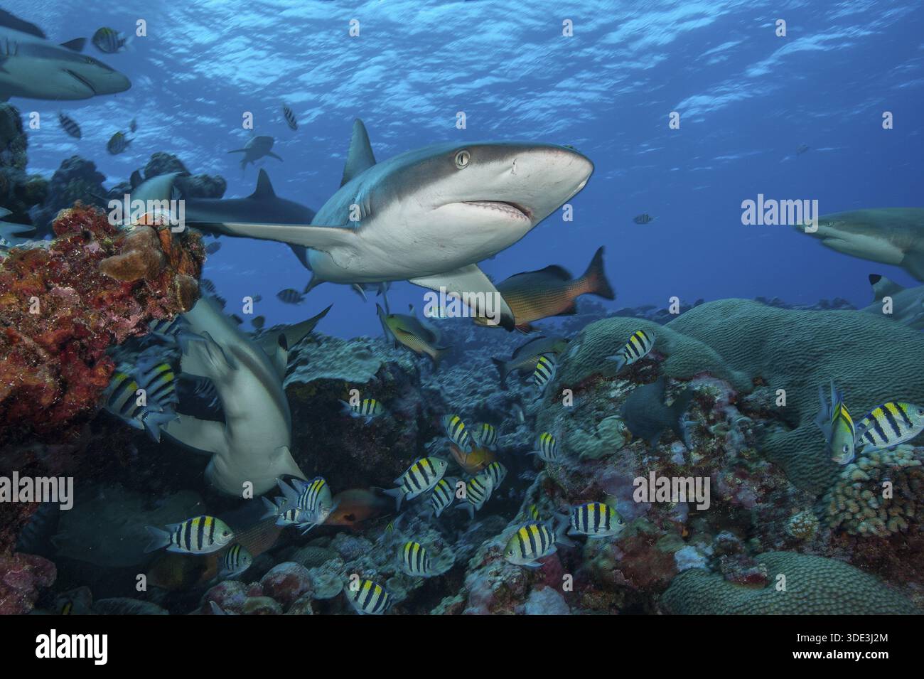 Chasing Fish Shark chases fish hi-res stock photography and images - Alamy