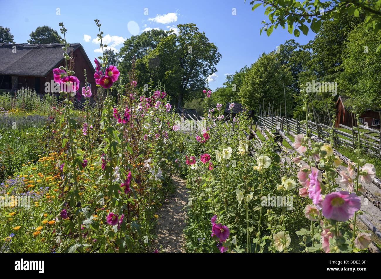 Garden fence with hollyhocks hi-res stock photography and images - Alamy