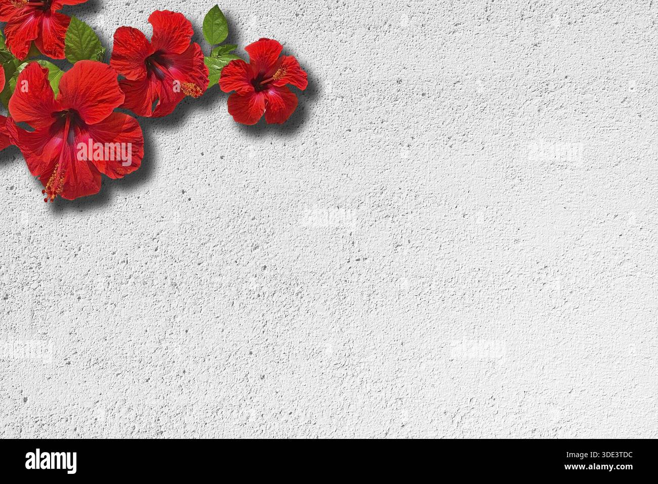 Red hibiscus on white roughcast wall for background or copy space texture Stock Photo