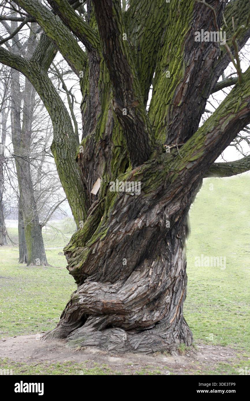 Old big oak tree hi-res stock photography and images - Alamy
