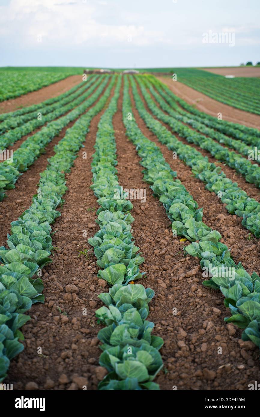 Perspective view of cabbage plants growing in long organized rows on ...