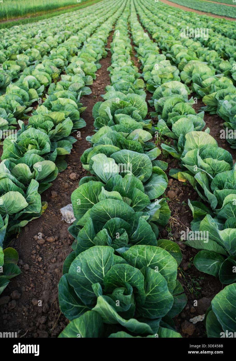 Close perspective of mature cabbage plants growing in field rows on ...