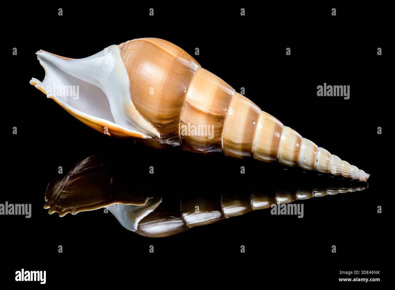 Long Shinbone Tibia Fusus Shell on Black Reflective Background Stock Photo