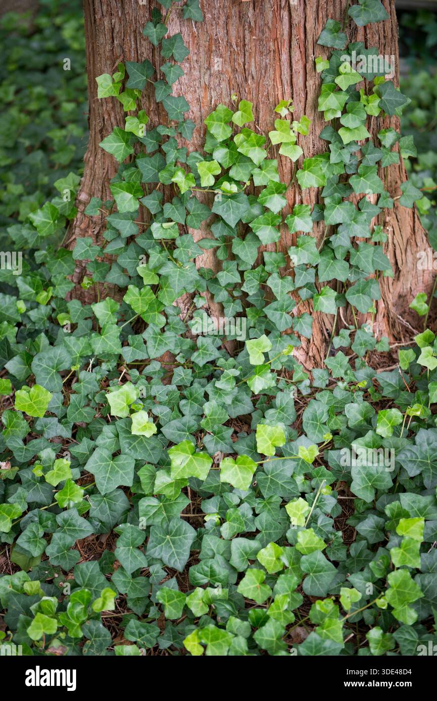 Ivy Growing on Tree Trunk Stock Photo