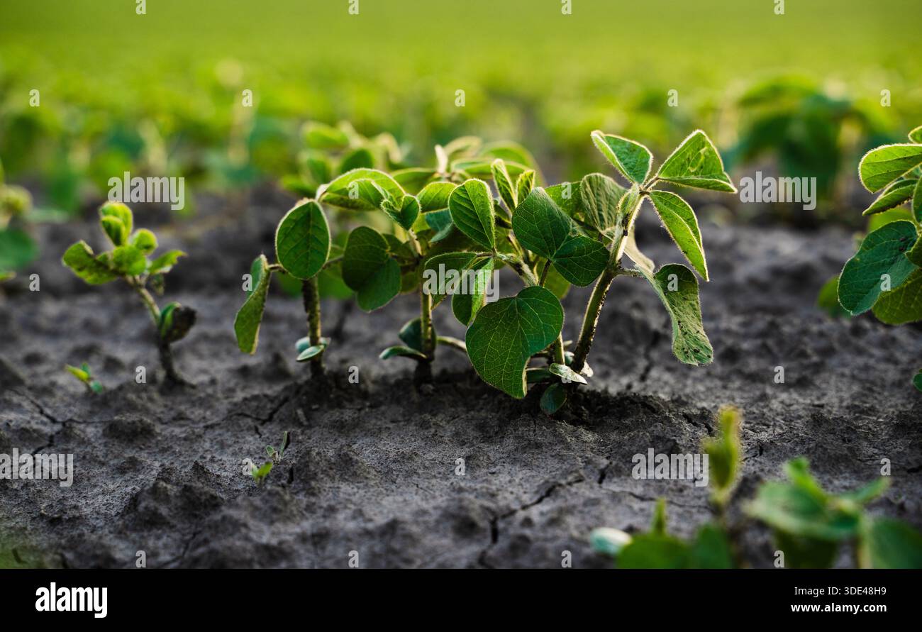 Young soybean plants growing evenly in agricultural rows on dry soil ...