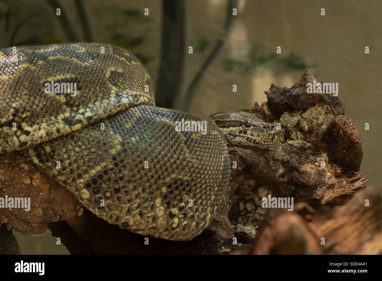 Central African Rock Python,. Python sebae, Pythonidae, Kenya, Africa ...