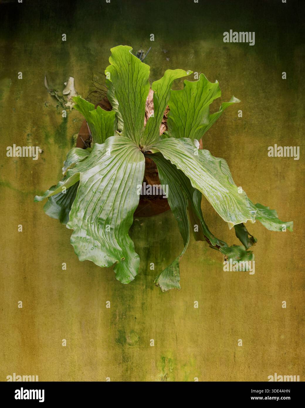 Staghorn fern wall hi-res stock photography and images - Alamy