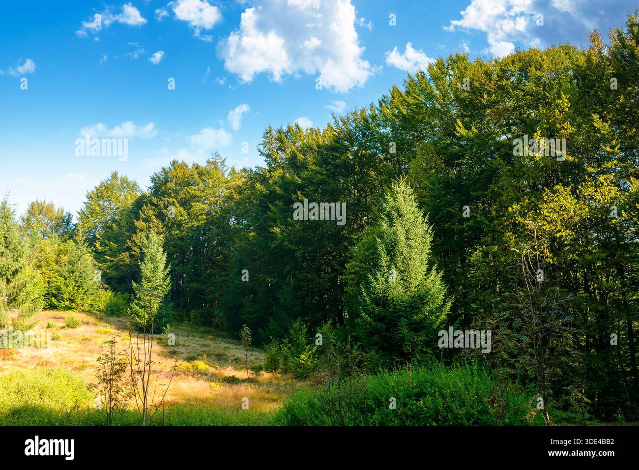 beech forest on the hill in late summer. carpathian mountains of ukraine under blue sky clouds. beautiful green environment background in morning ligh Stock Photo