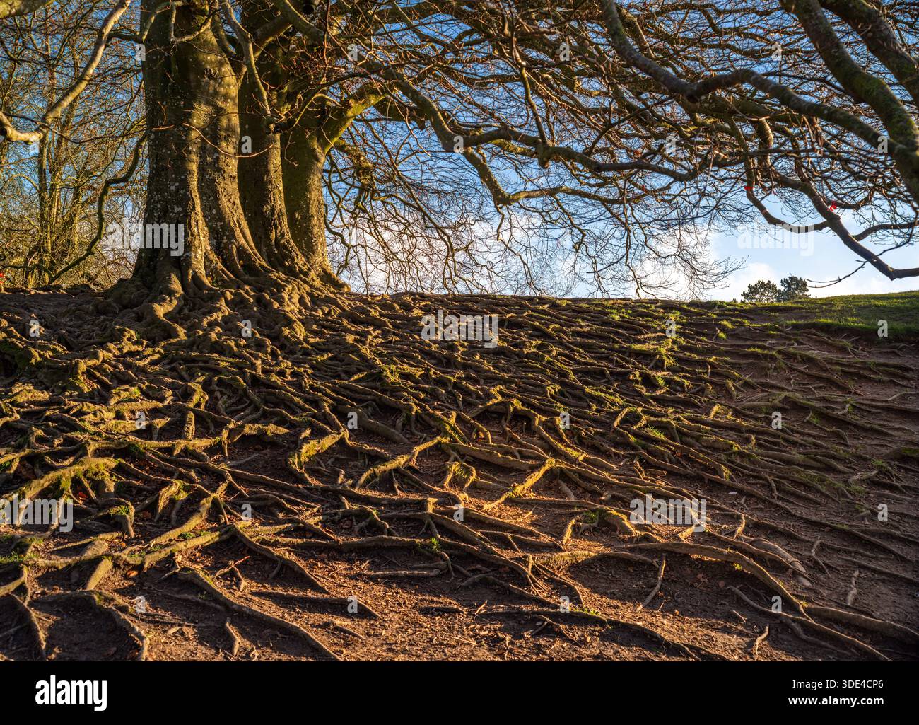 Tree Roots Over Hillside Large trees with exposed roots on a hillside, sunlight illuminating the ...