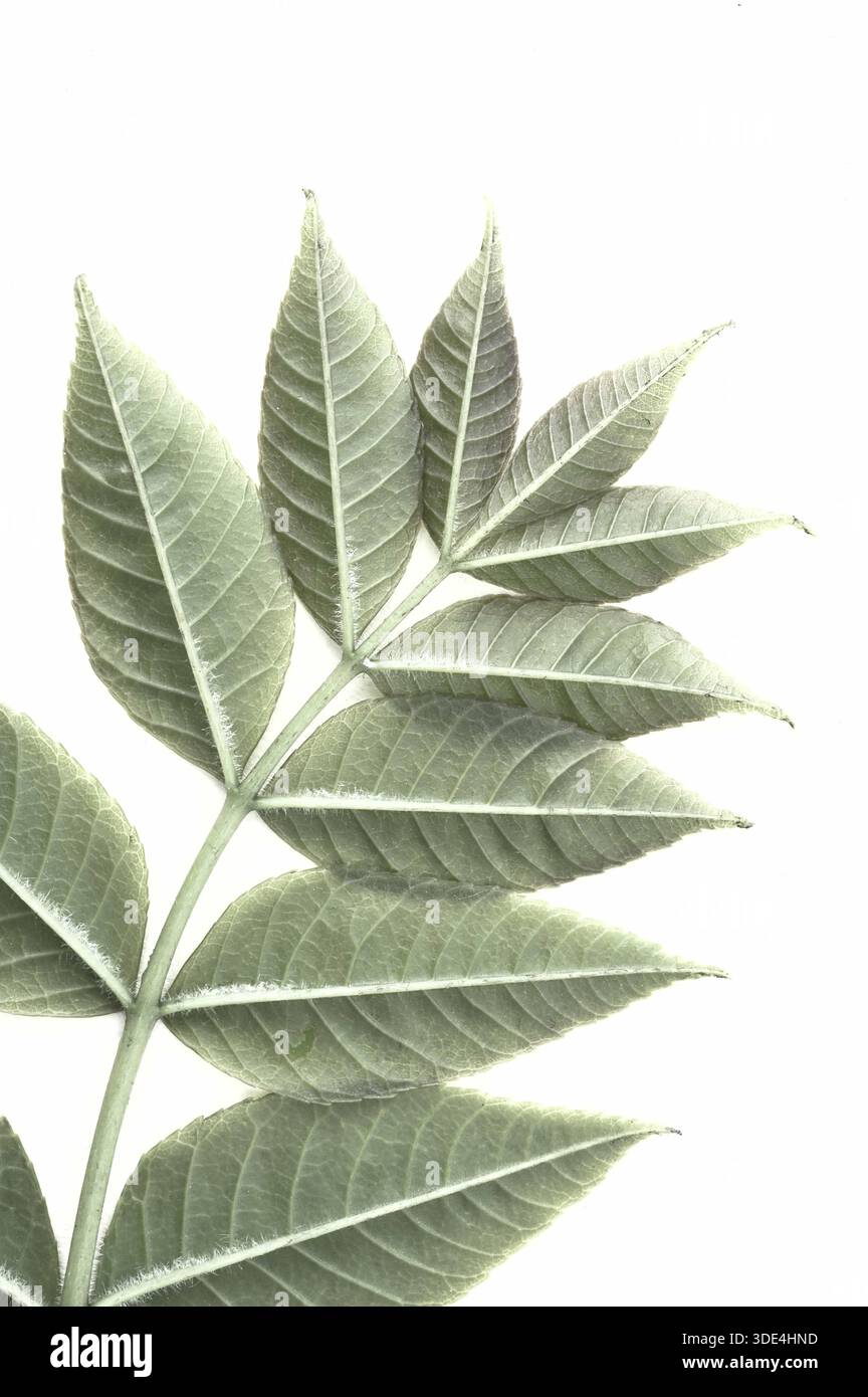 Detail of underside of leaf of Common ash tree Stock Photo - Alamy