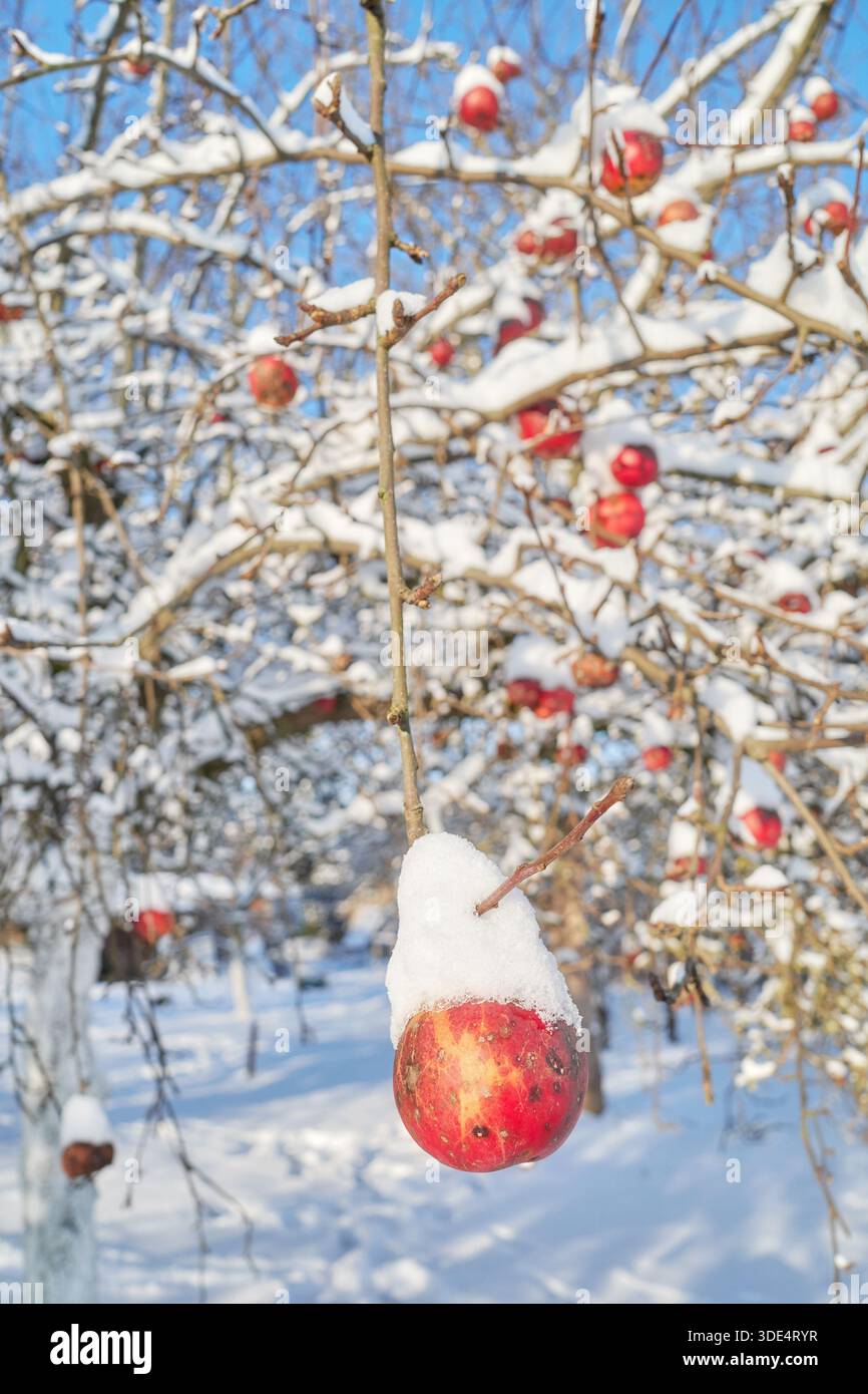 Apple covered with snow in an orchard on a sunny winter day, selective focus. Stock Photo